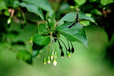 Styrax japonica - sturač japonský - listy a poupata